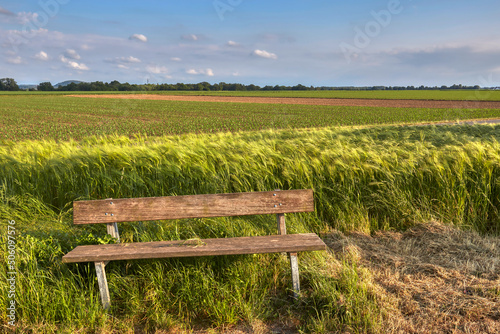 rye field of awns with a bench in front of it
