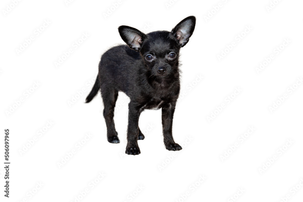 Black Chihuahua mix Dog Standing on White Black Chihuahua mix Dog Standing on White