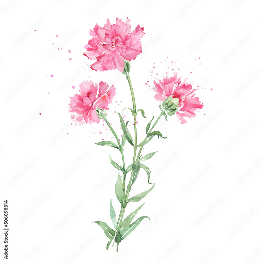 Lovely flowers bouquet. Pink carnations watercolor illustration.