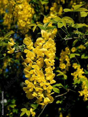 фотографія yellow flowers of Common laburnum - laburnum anagyroides,