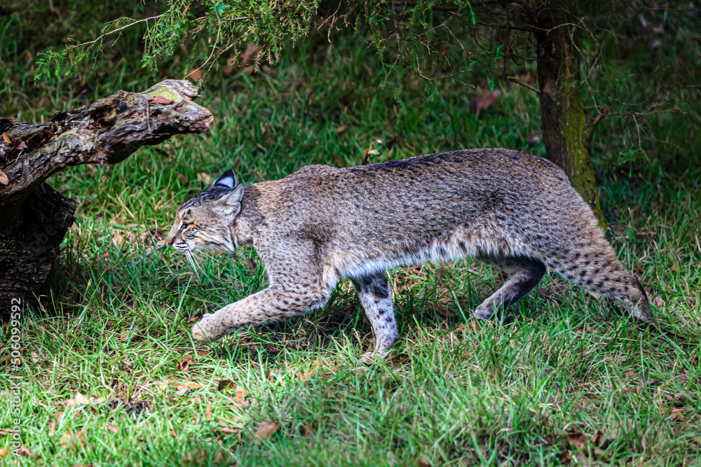 Bob cat walks through the forest in South Florida Bob cat walks through the forest in South Florida