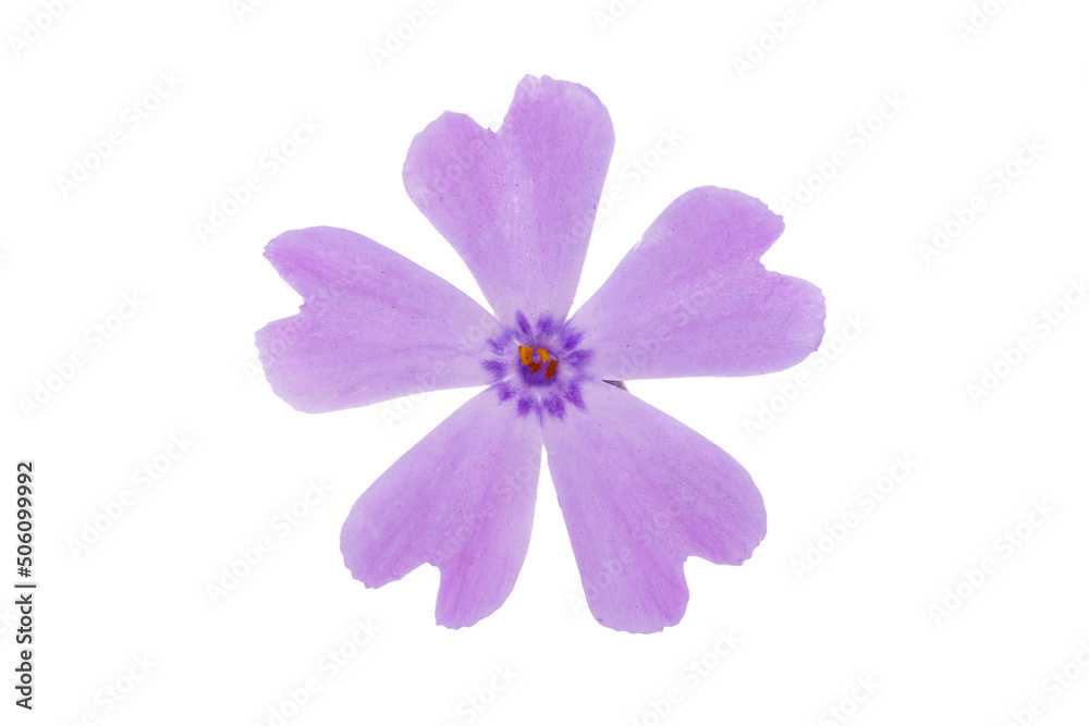 Phlox subulate isolated Phlox subulate isolated