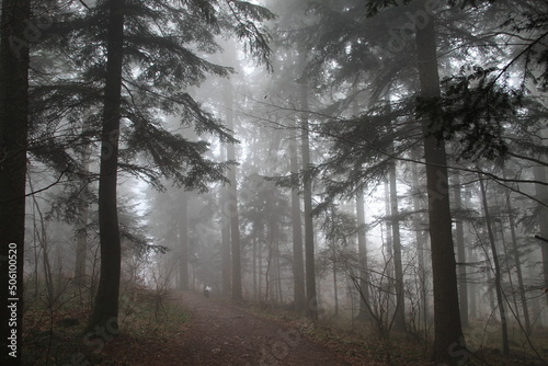 Wald im Neben  Hohe Wand Nieder  sterreich