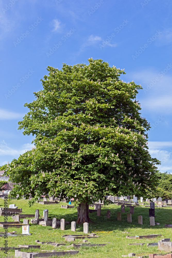 A horse chestnut tree (Aesculus hippocastrum) in a cemetery in the south of England A horse chestnut tree (Aesculus hippocastrum) in a cemetery in the south of England