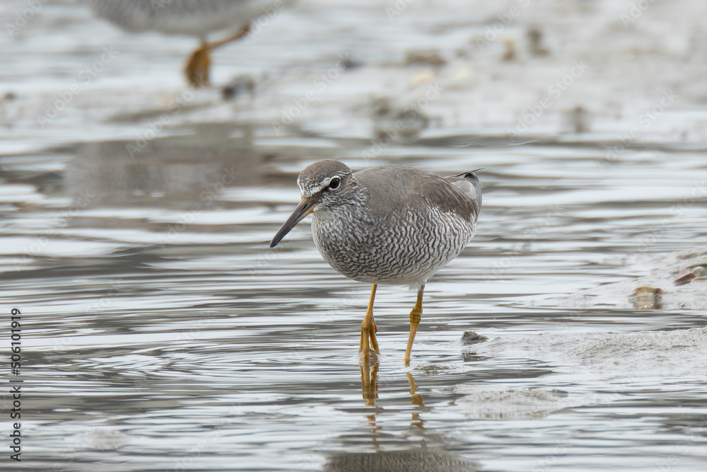 Obraz premium 獲物に駆け寄るキアシシギ