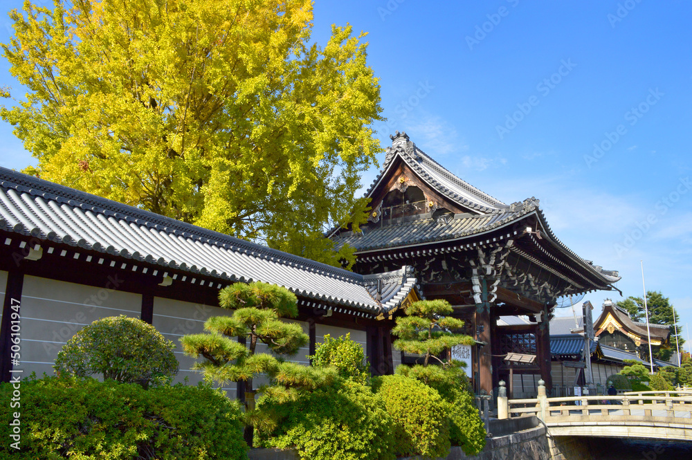 京都市西本願寺の御影堂門と大銀杏