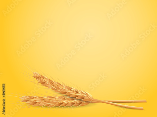 Realistic bunch of wheat ears with dried whole grains. Natural ingredient elements, agriculture, organic farming, and healthy food. Vector illustration 
