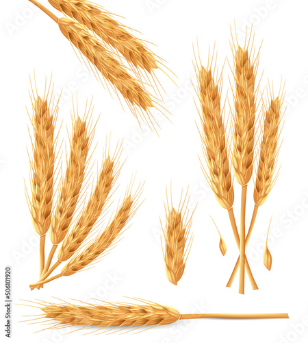 Realistic bunch of wheat ears with dried whole grains. Natural ingredient elements, agriculture, organic farming, and healthy food. Vector illustration 