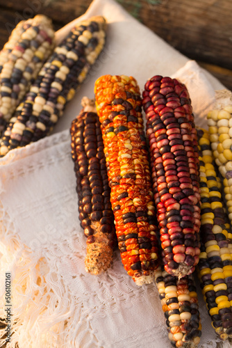 Corn with multicolored grains