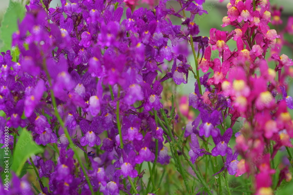 Obraz premium flowers that bloom in spring