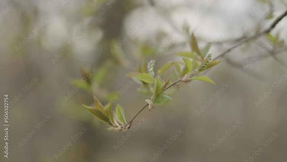 Slow motion handheld shot of bird cherry buds in spring Slow motion handheld shot of bird cherry buds in spring