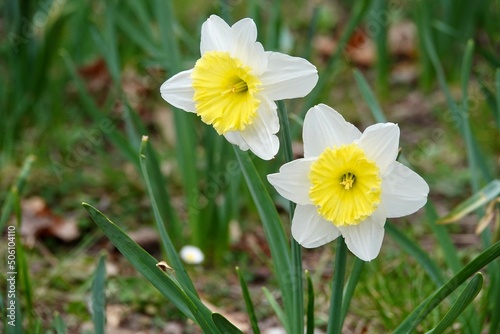 Photo of white and yellow large cup flowers narcissus, cultivar Ice Follies. Background Daffodil narcissus with green leaves. High quality photo