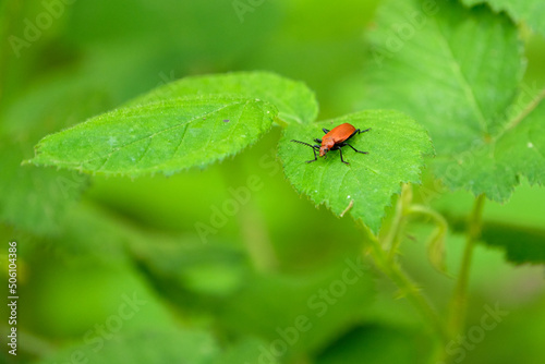 Red bug on a green leaf