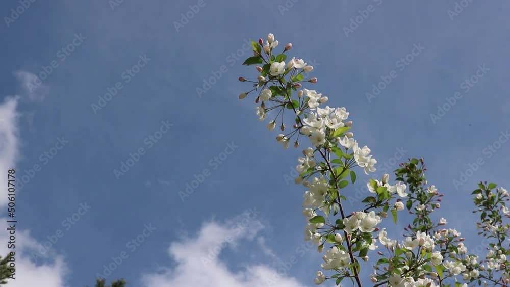 Spring background - a branch of a blossoming apple tree sways in the wind.
