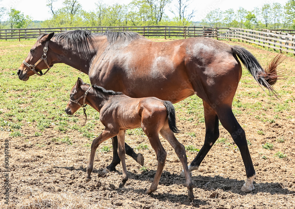 Obraz premium A Thoroughbred mare with her ears pinned walking with her week-old foal in a pasture.