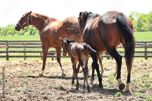 A mare with her ears pinned and a young foal driving off another broodmare who has her ears pinned.