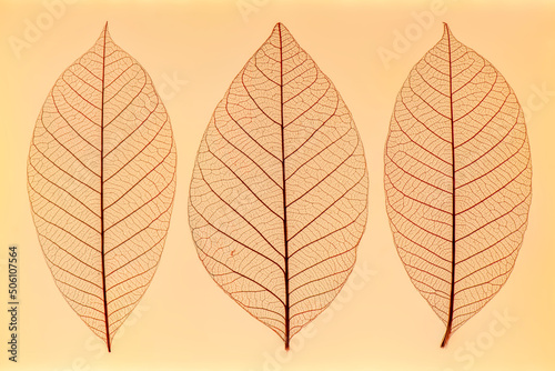 Three skeleton leaves