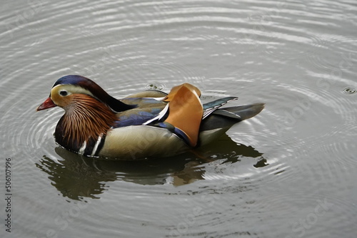 Mandarin duck (Aix galericulata) Anatidae family, is a perching duck species native to the East Palearctic. Location: Hanover – Herrenhausen, Germany.