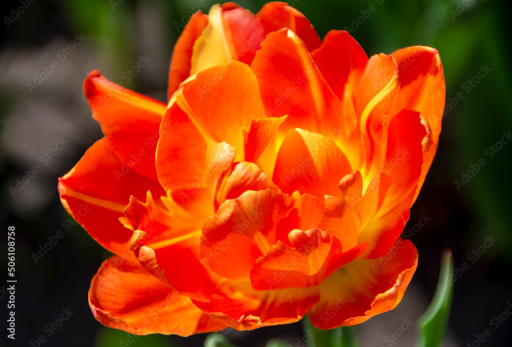 Close-up of blooming orange tulip. Tulip flowers with orange petals.