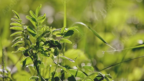 Forest pea - Vicia sylvatica. Morning. End of spring. Kazakhstan. photo