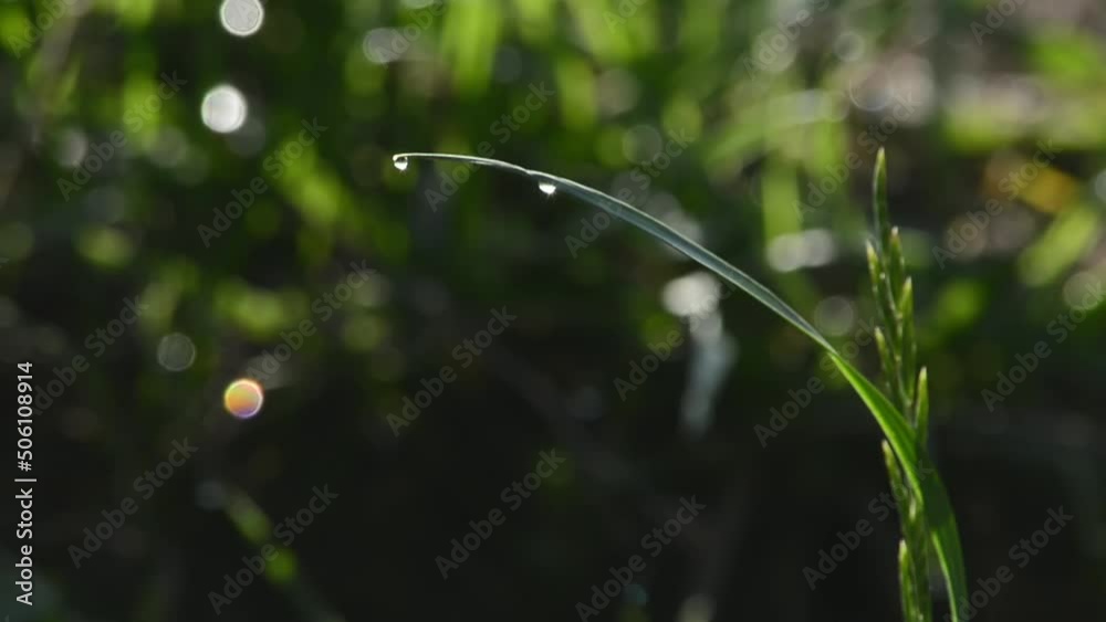 Grass with a drop of water. Morning. Kazakhstan. Grass with a drop of water. Morning. Kazakhstan.