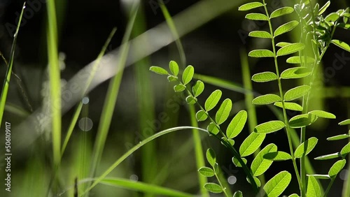 Forest pea - Vicia sylvatica. Morning. End of spring. Kazakhstan. photo