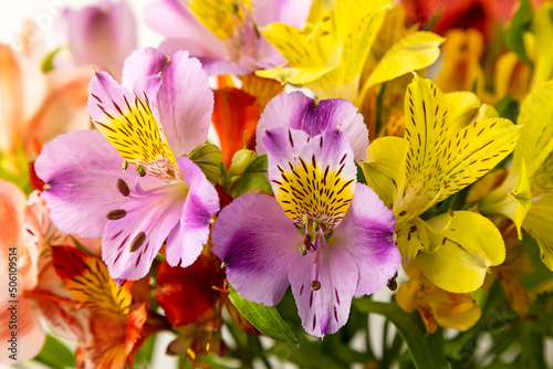 Bouquet of alstroemeria flowers, close up on white background photo