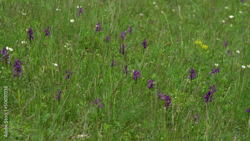 Green-winged Orchid in natural ambient (Anacamptis morio) - (4K)