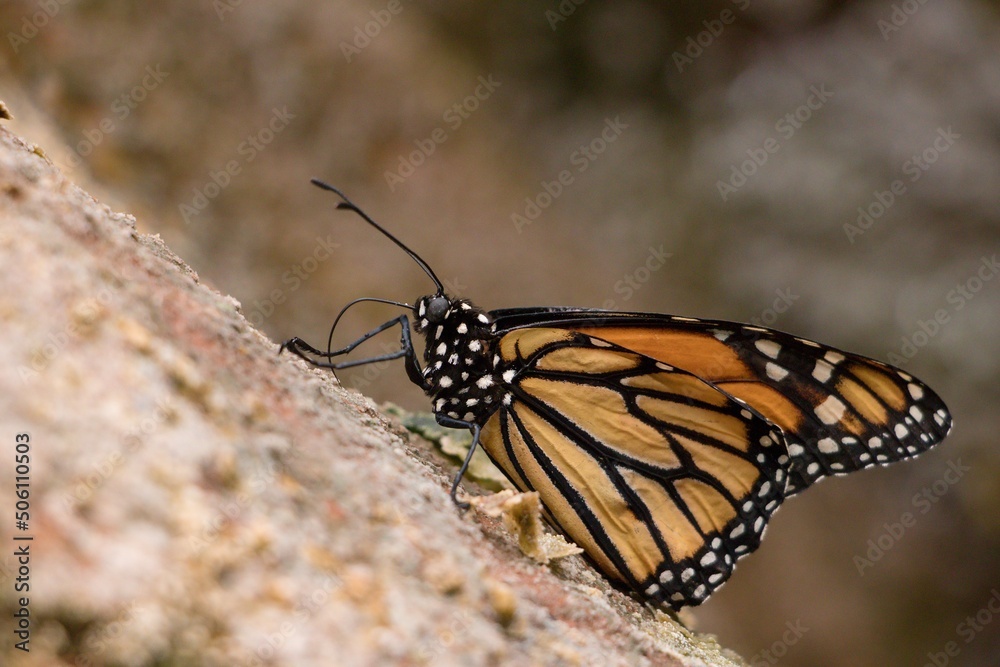 Obraz premium danaus plexippus