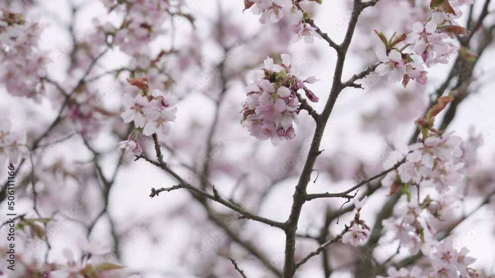 Slow motion handheld shot of sakura tree blossom Slow motion handheld shot of sakura tree blossom