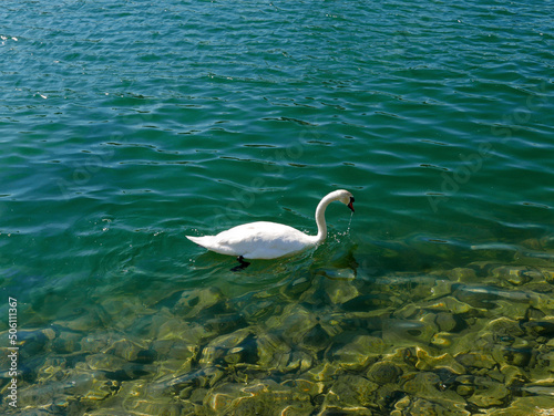 bucolic image of swans in clear water © tiziana