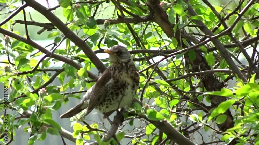 A female fieldfare thrush (Turdus pilaris) sits on a branch in spring. A female fieldfare thrush (Turdus pilaris) sits on a branch in spring.