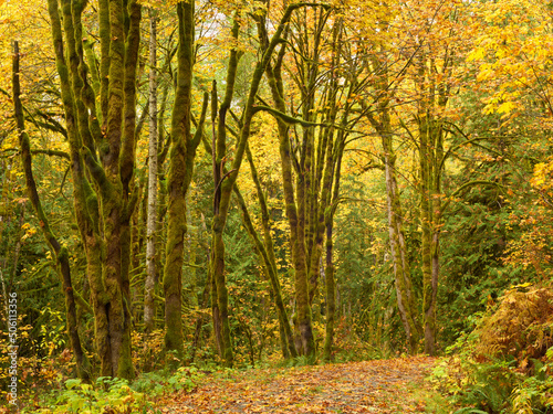 Forest road among old yellow maples in Pacific Northwest in autmn season.