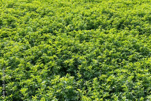 Bild auf Leinwand Close-up of an alfalfa field.