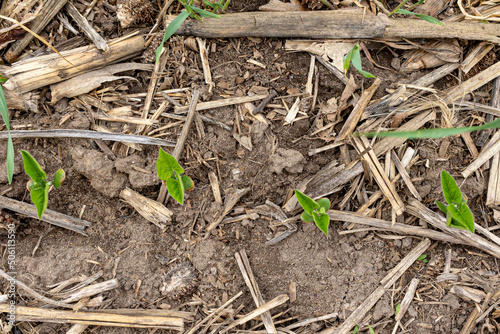 Young soybean plants in the VC growth stage no-tilled into a field of corn stalks.