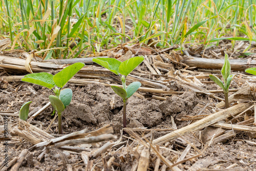 Close-up of soybeans in the VC growth stage from the side planted into corn stalks and a winter rye cover crop.