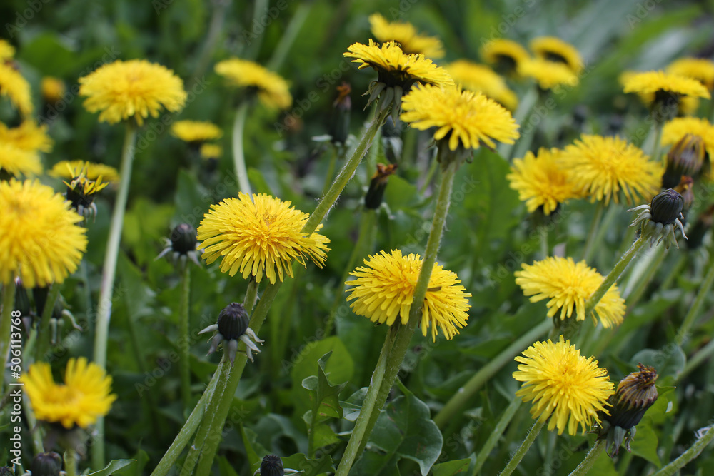 Flowers yellow dandelions in the meadow in spring Flowers yellow dandelions in the meadow in spring