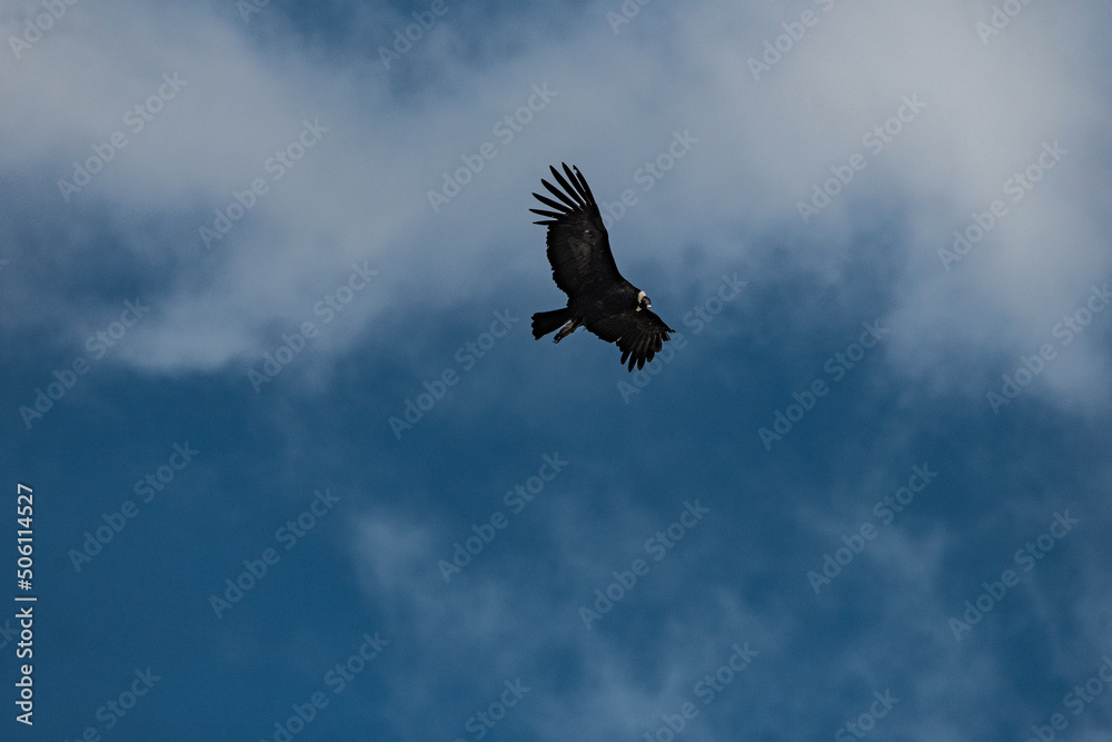Obraz premium Cordor en vuelo con nubes de fondo