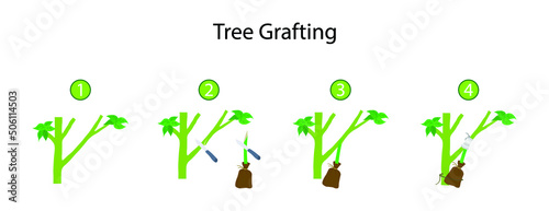 illustration of gardening and landscape, Tree grafting  is a horticultural technique whereby tissues of plants are joined so as to continue their growth together
