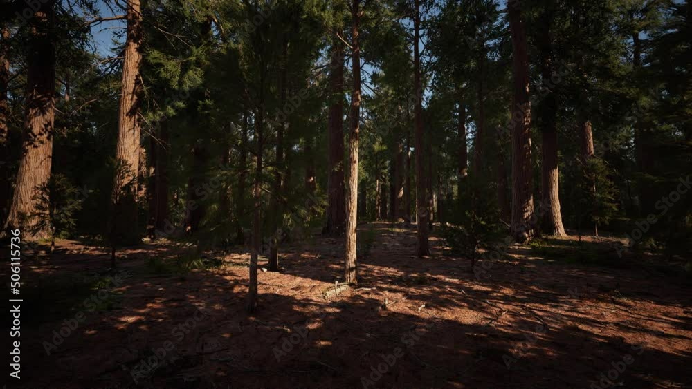 Giant Sequoias Trees or Sierran redwood growing in the forest Giant Sequoias Trees or Sierran redwood growing in the forest