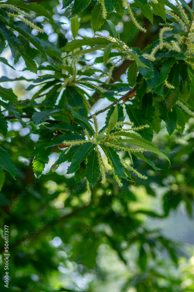Castanea sativa white sweet chestnuts flowering tree, detail of branches full of flowers in bloom Castanea sativa white sweet chestnuts flowering tree, detail of branches full of flowers in bloom