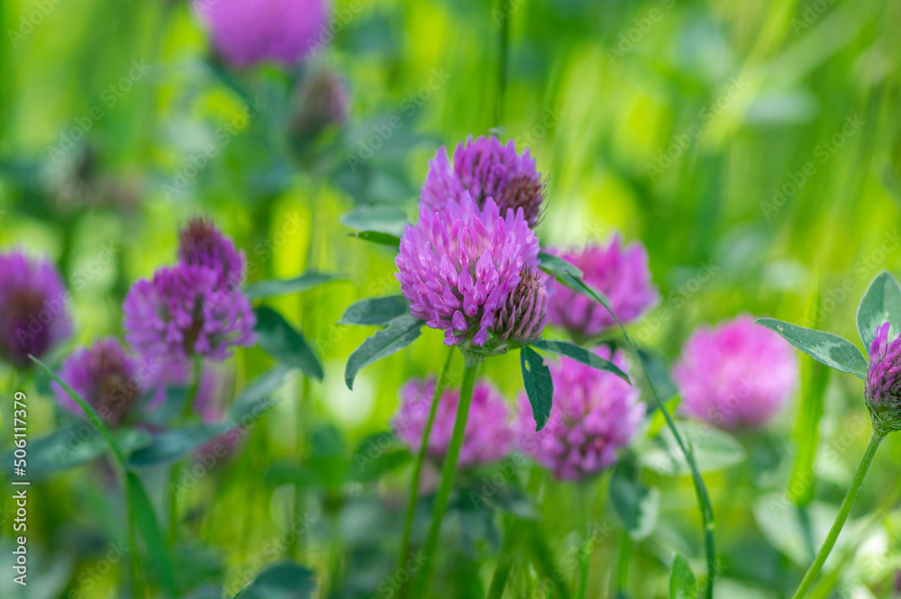 Trifolium pratense red clover wild flowering plant, purple meadow flowers in bloom Trifolium pratense red clover wild flowering plant, purple meadow flowers in bloom