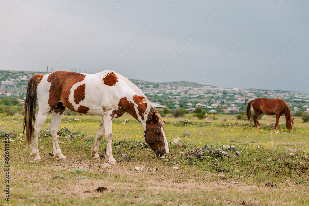 Two multi colored horses grazing on green pasture in cloudy and rainy day
