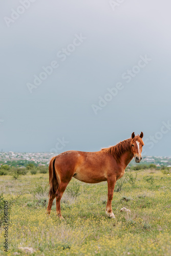 Beautiful brown horse on green pasture looking at camera in a cloudy meadow. Horse grazing before the rain