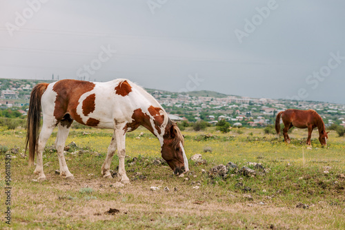 Obraz na płótnie Two multi colored horses grazing on green pasture in cloudy and rainy day w salonie