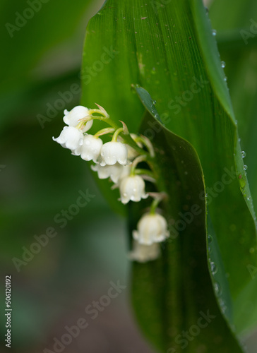 Lily of the Valley white flower shaped like a bell springtime dew
