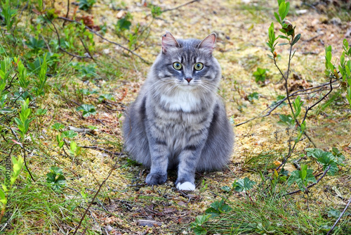 Fluffy gray domestic cat in the forest © kalichka