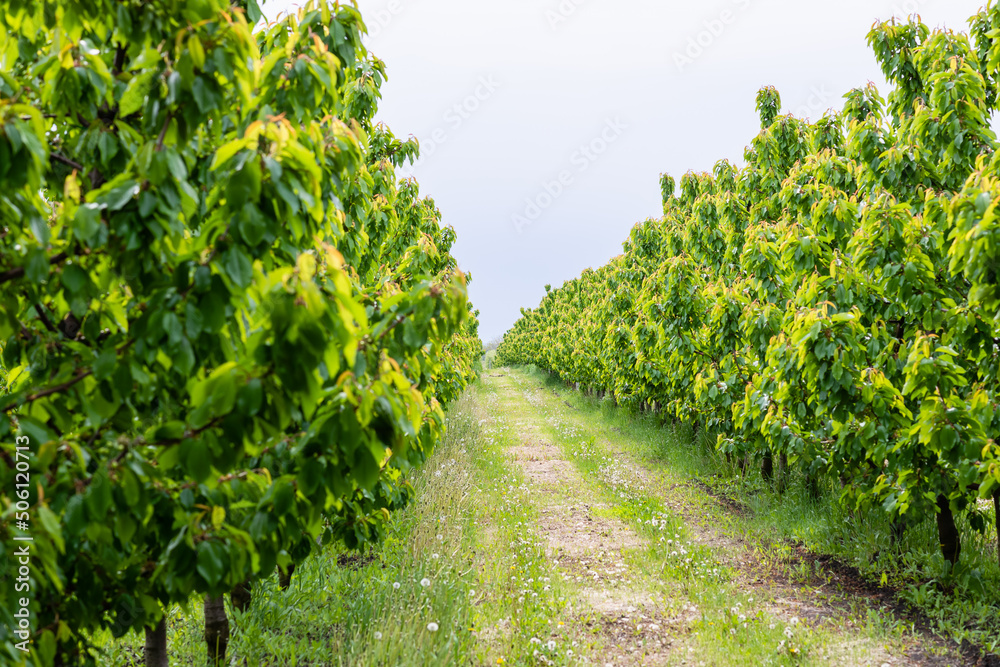 Naklejka premium Rows of cherry trees in an orchard