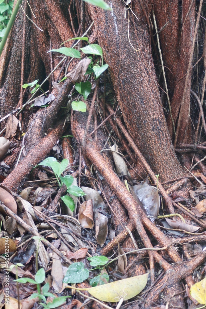 roots in the forest