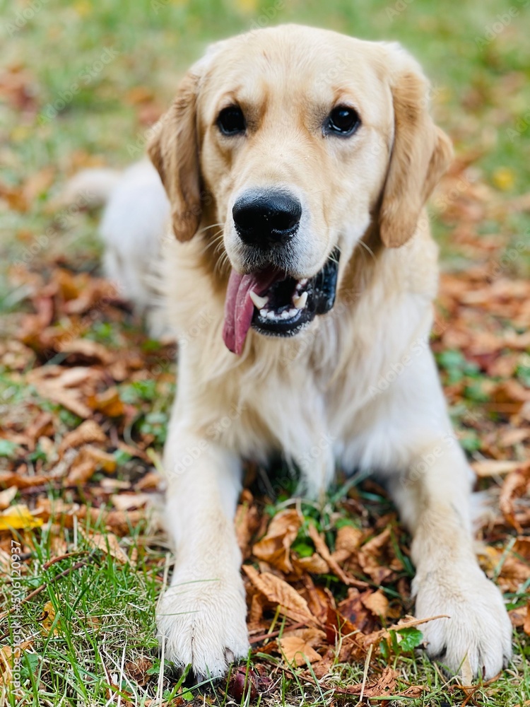 golden retriever portrait golden retriever portrait